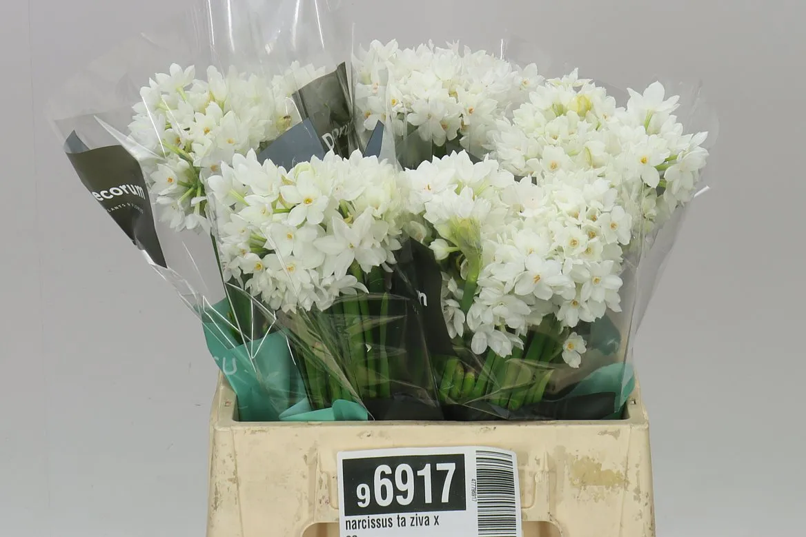 Narcissus Ta Paperwhite X20 • 45 cm
