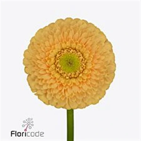 Germini Pomponi Peachy • 45 cm
