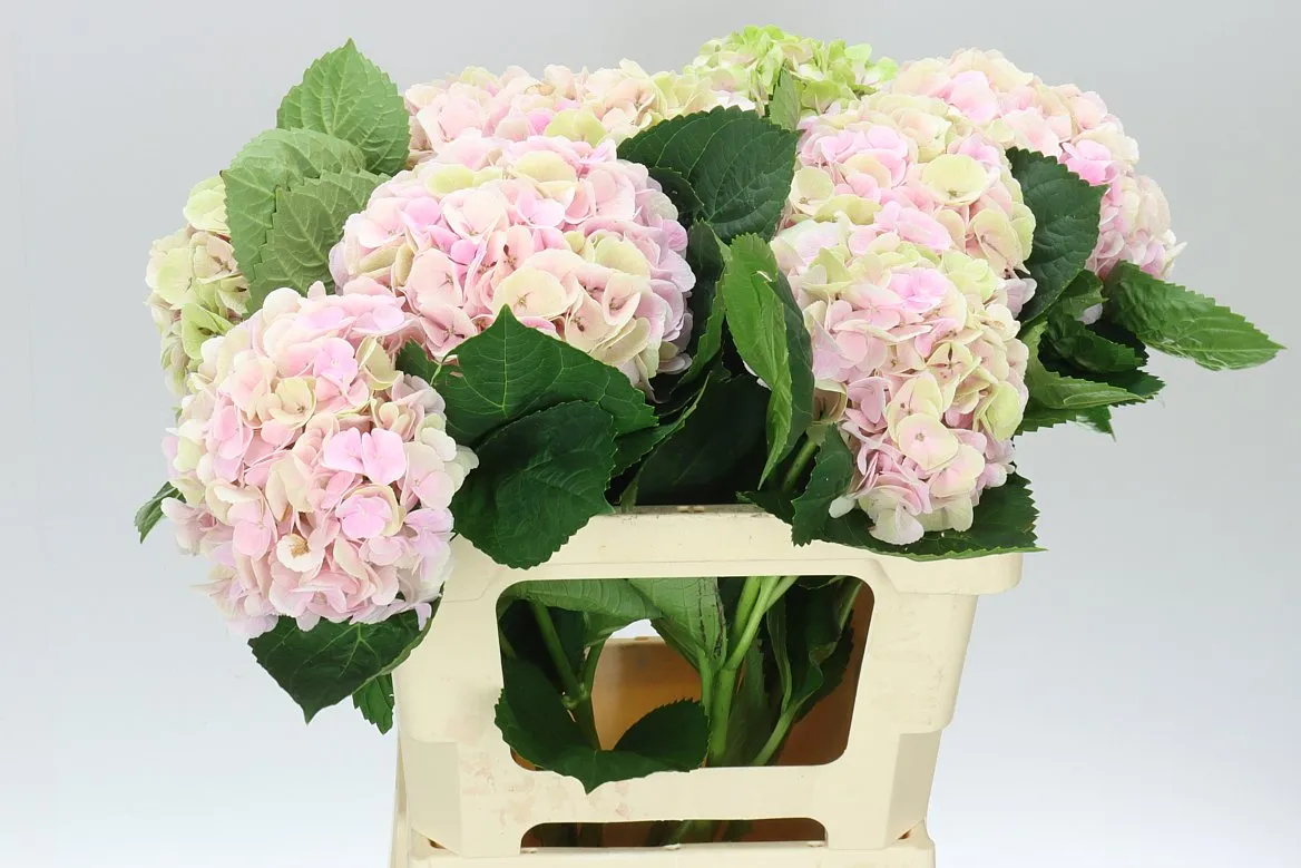 Hyd Verena Pink Classic • 60 cm