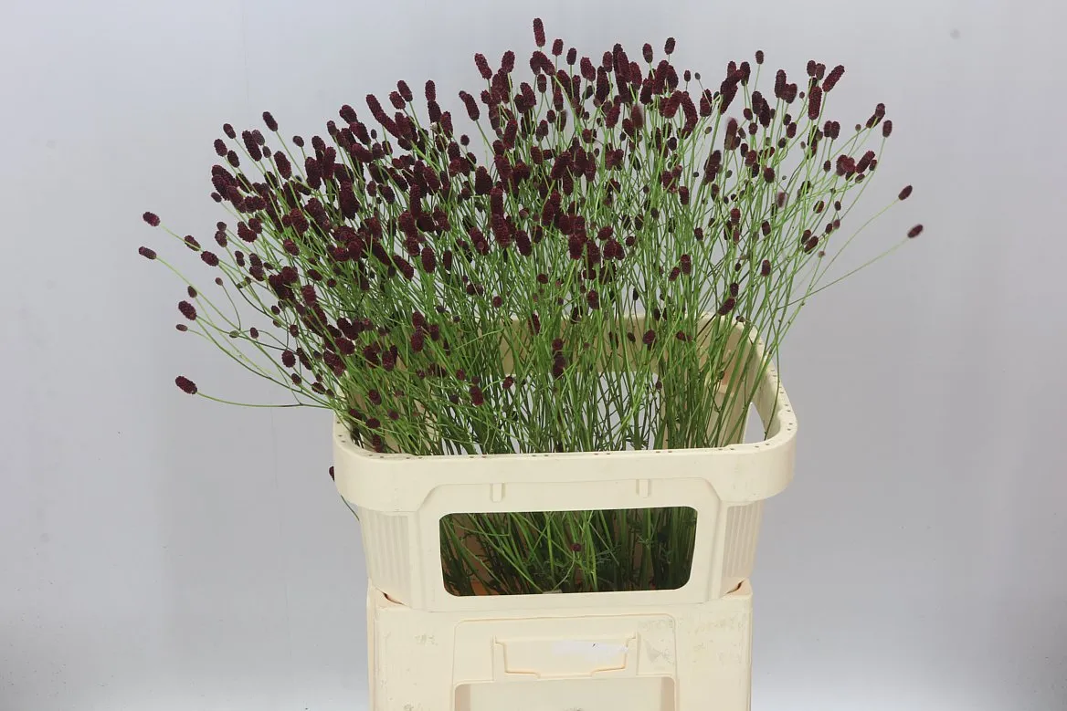 Sanguisorba Of Tough Dream • 80 cm