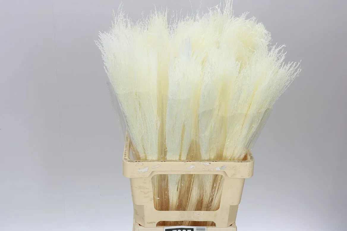 Bleached Miscanthus, sušené • 70 cm