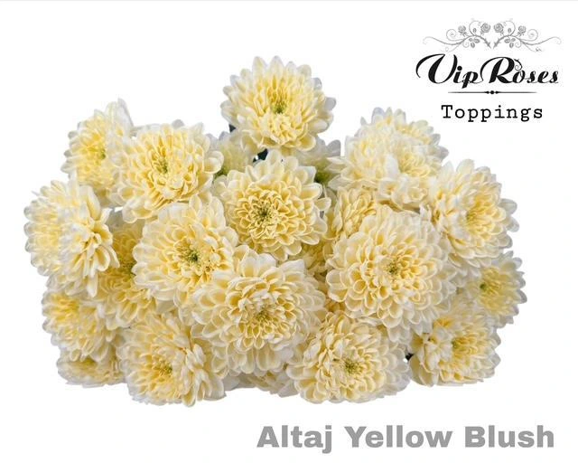 Chryzantéma trsová Altaj Yellow Blush • 70 cm