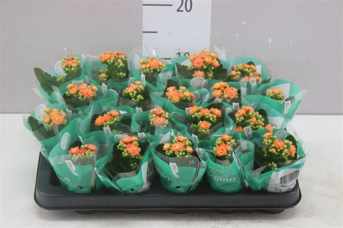 Kalanchoe Rosalina Oranje A2 • črepník 6 cm