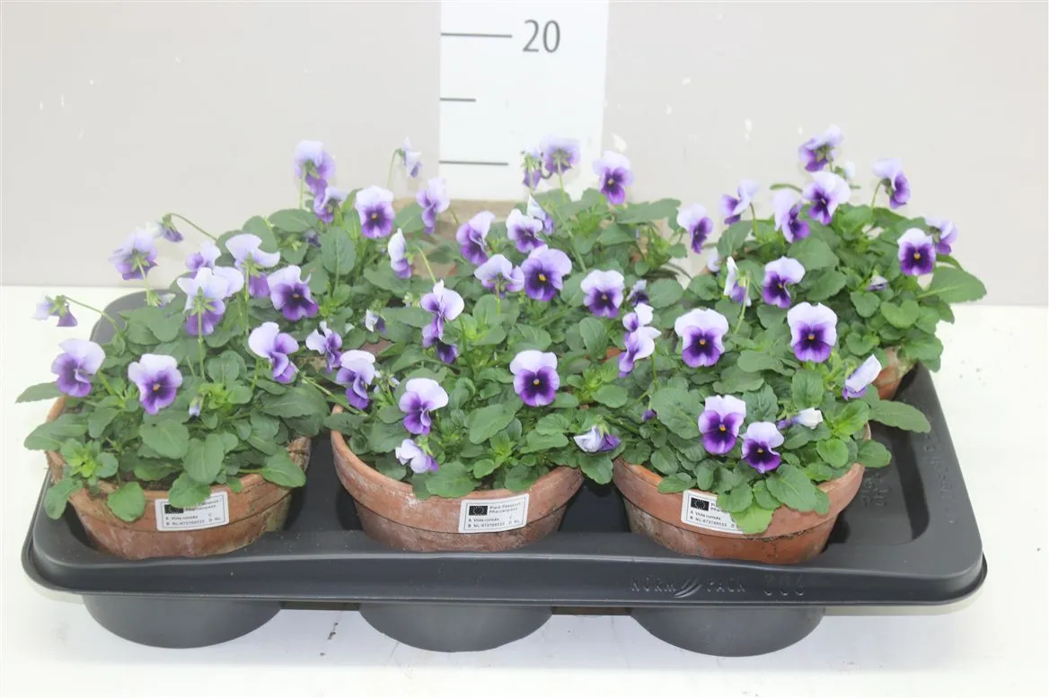 Viola Cornuta Purple White v kameninovom črepníku • črepník 15 cm