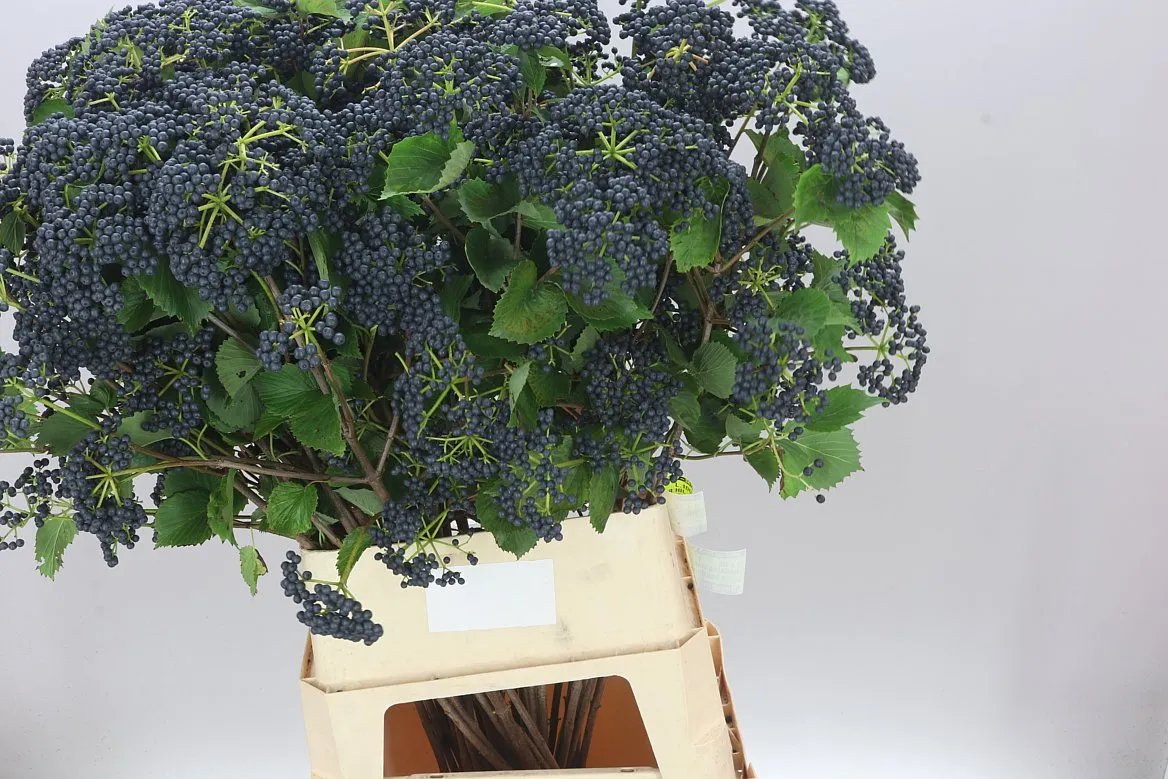 Viburnum Blueberry Hill • 100 cm