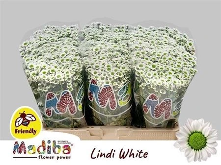 Chryzantéma santini Mad White • 55 cm