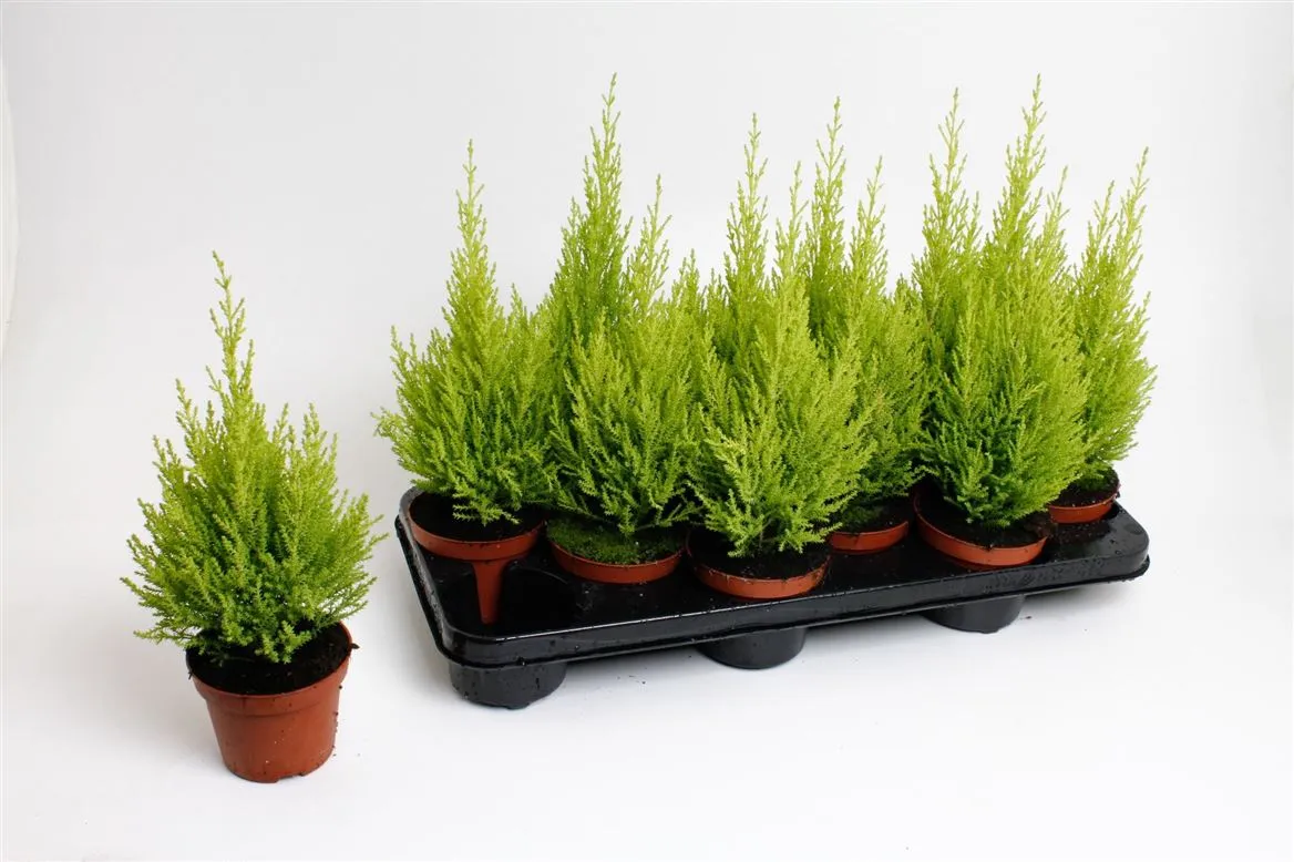 Cupressus Wilma • črepník 10,5 cm