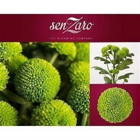 Chryzantéma trsová Deligreen • 70 cm