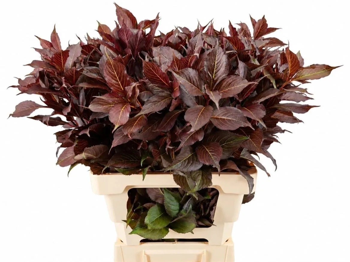 Weigela Shining Fantasy • 60 cm