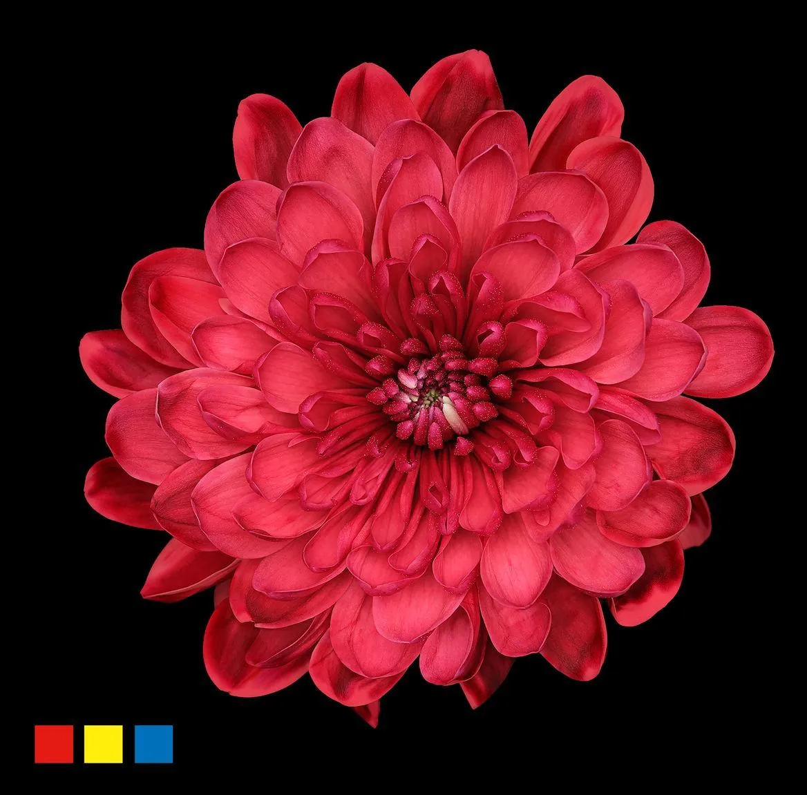 Chryzantéma trsová Altaj Bordeaux • 70 cm