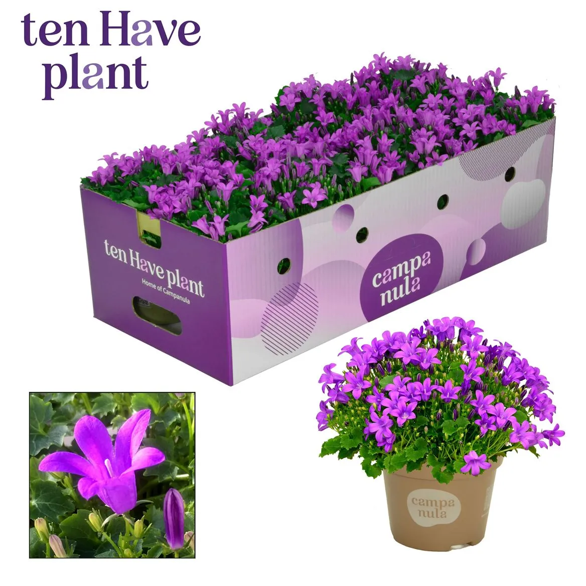 Zvonček Porto Longlife Plantbox • črepník 11 cm