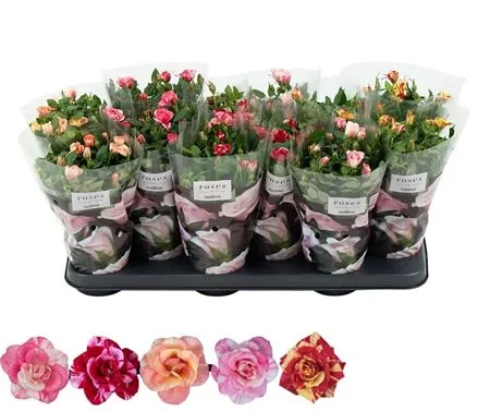 Rosa Victory Gemengd • črepník 10,5 cm