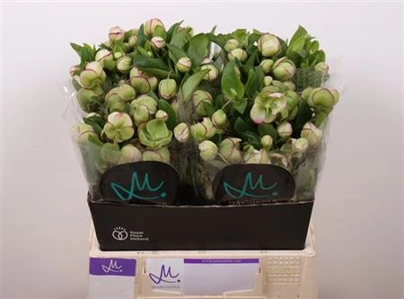 Helleborus Bella Belles Pink • 40 cm