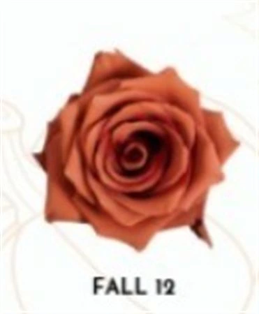 Ruža farbená Fall 12, Ekvádor • 50 cm