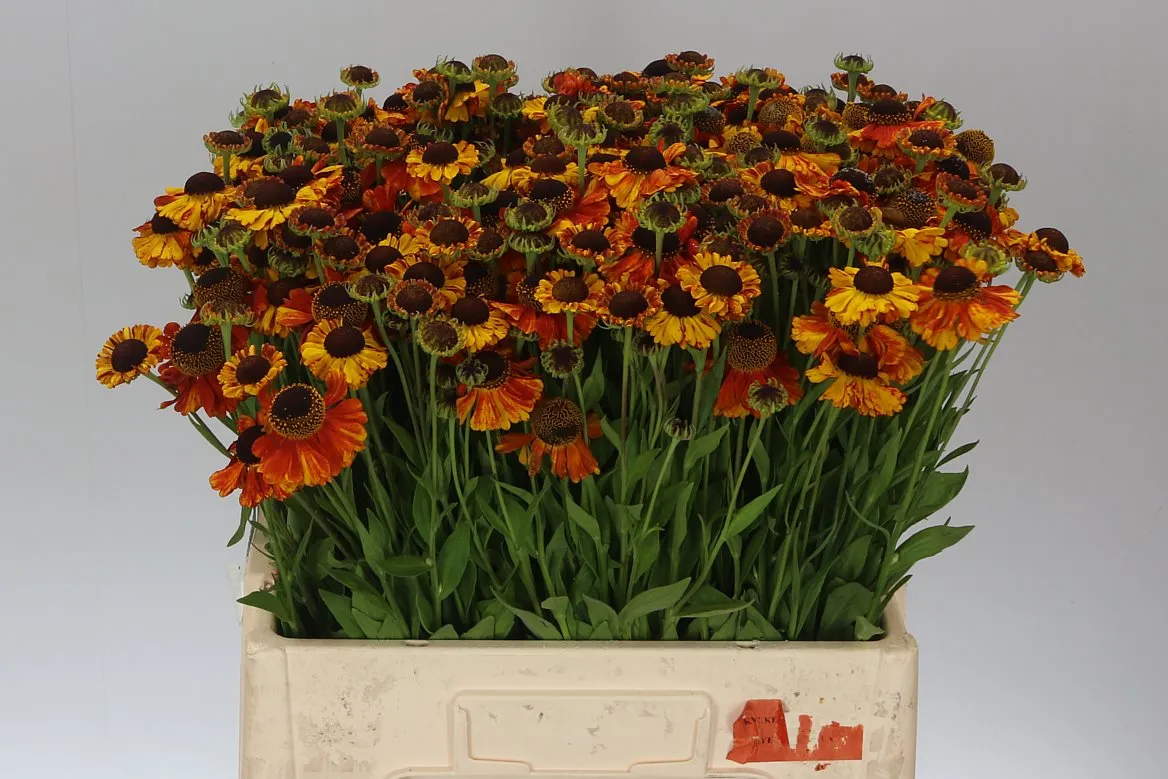 Helenium Autumn Flirt • 60 cm