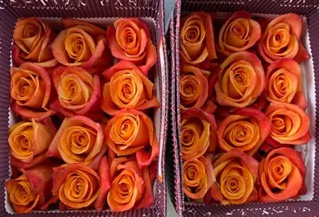 Rosa Gr Ec Sunset Glory • 50 cm
