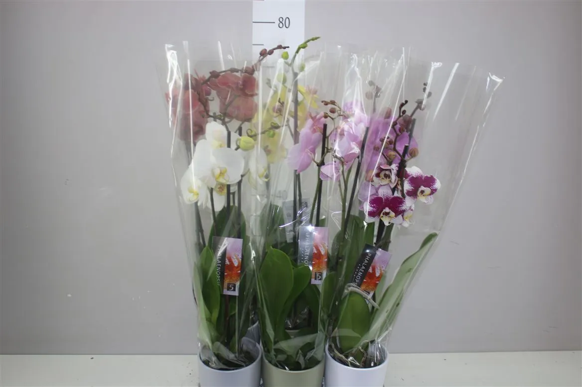 Orchidea Phalaenopsis mix v keramike, 2 výhony • črepník 12 cm