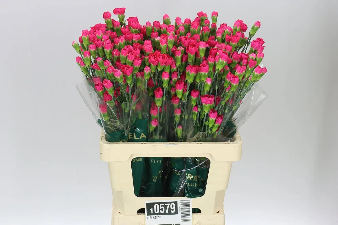 Karafiát trsový Cerise • 65 cm