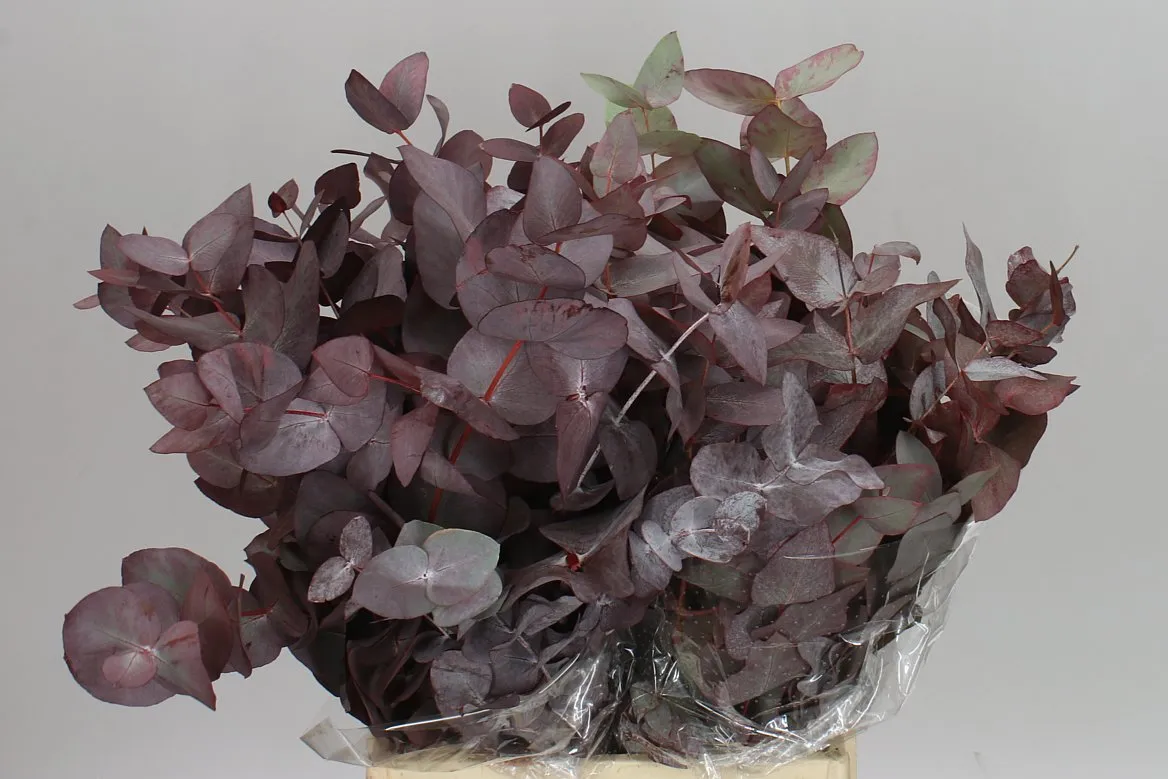 Eukalyptus Cinerea Abs Red Short • 55 cm