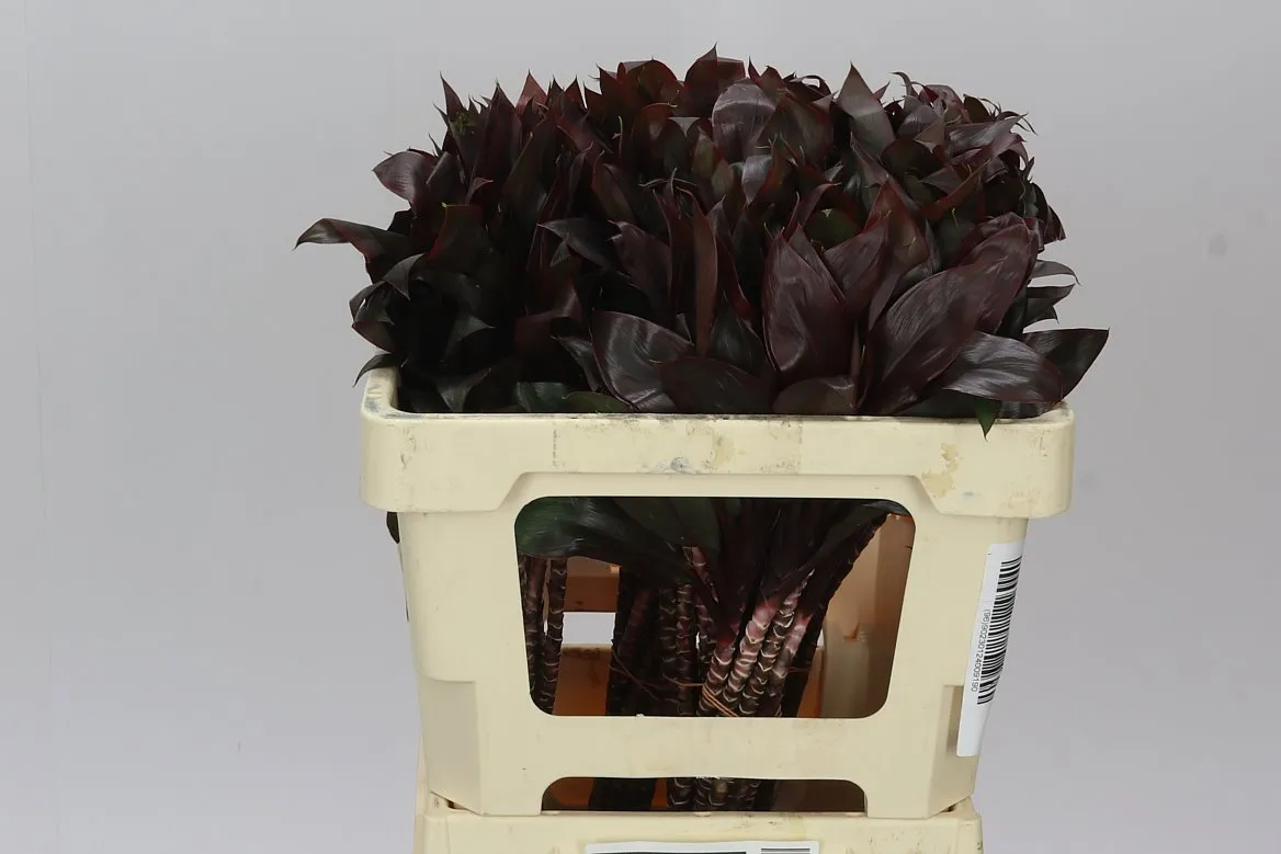 Dracaena Compacta • 50 cm