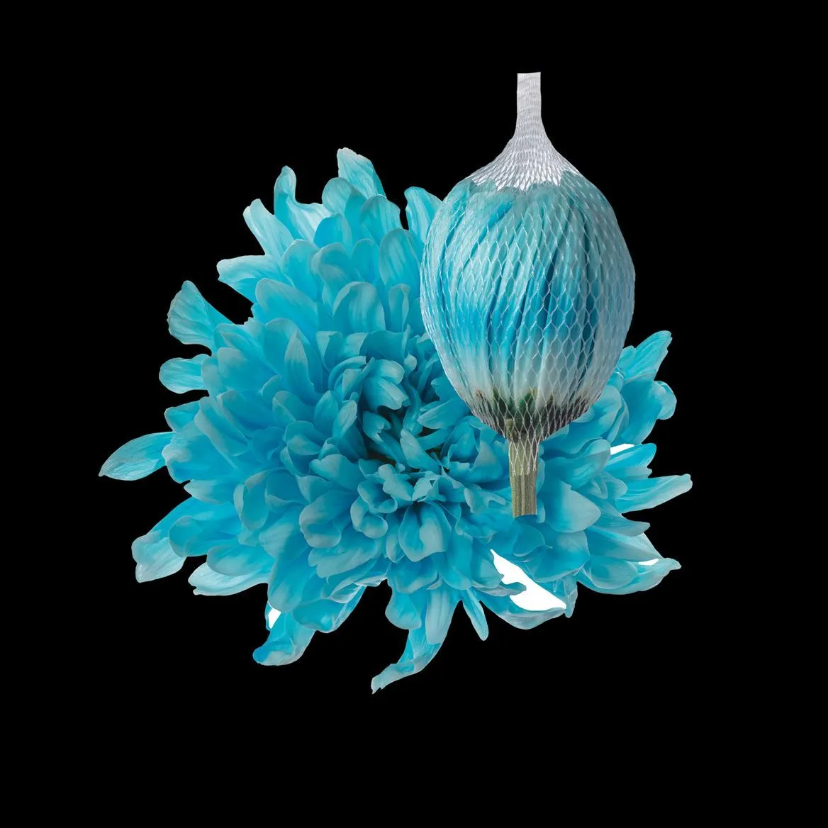 Chryzantéma veľkokvetá Antonov Pastel Blue • 70 cm