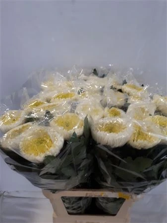 Chryzantéma veľkokvetá Bislet White • 85 cm