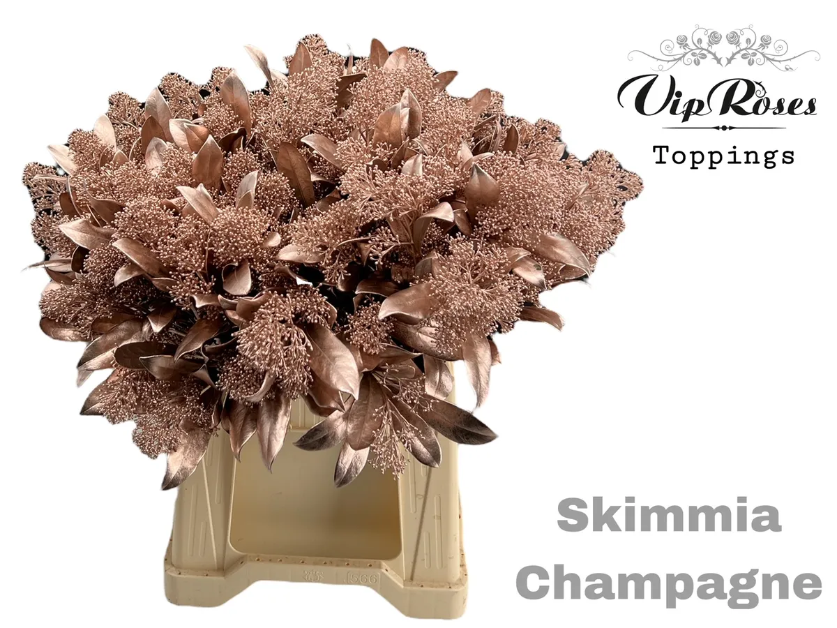 Skimmia Champagne • 45 cm