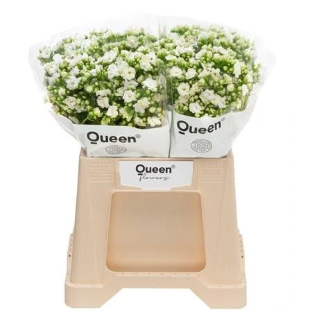 Kalanchoe Cryst White Meadow • 40 cm