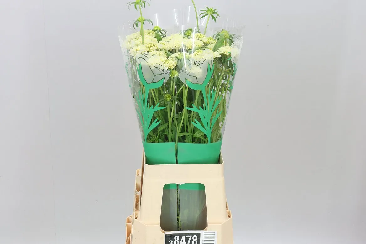 Scabiosa Atr Banana Scoop • 70 cm