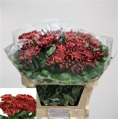 Chryzantéma veľkokvetá Ankara Red • 80 cm