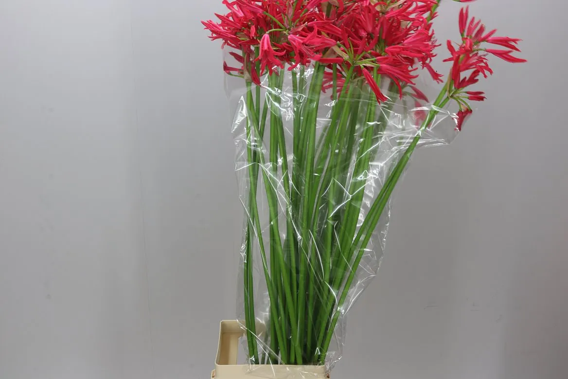 Nerine Co Desi Red Artistic