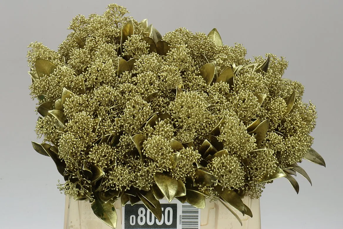 Skimmia farbená Gold • 45 cm