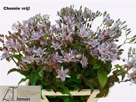 Tricyrtis • 60 cm
