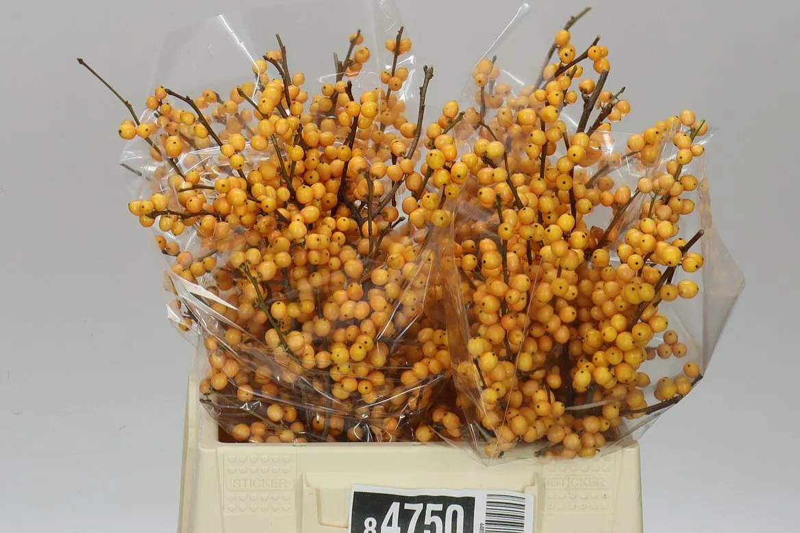Ilex Golden Verboom • 40 cm