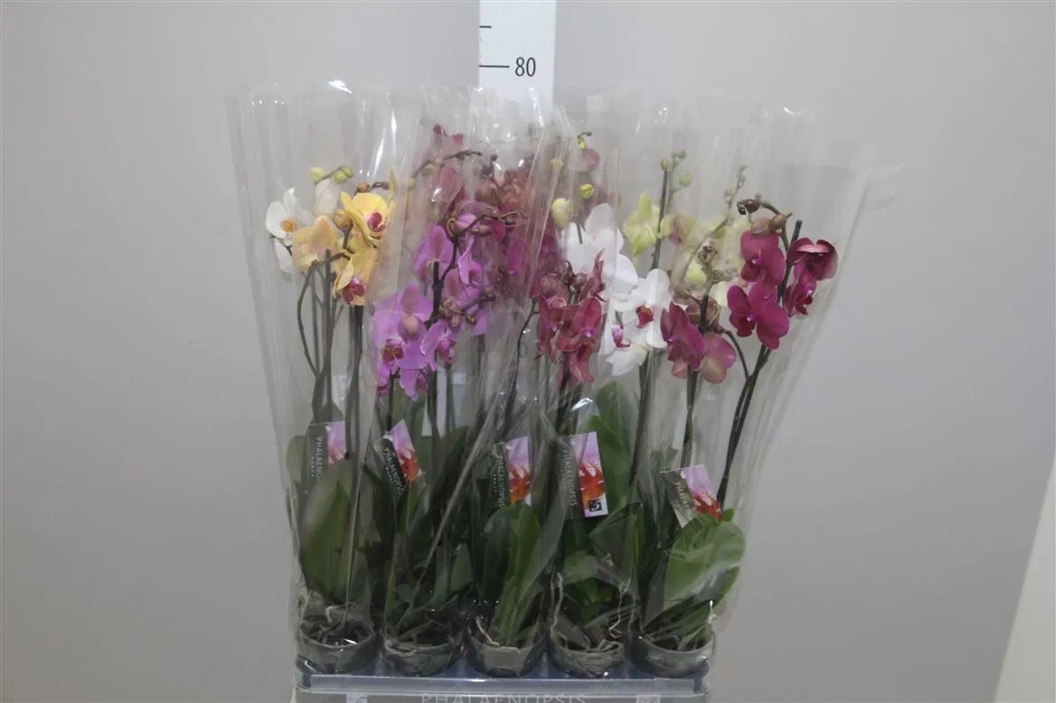 Orchidea Phalaenopsis mix 18+, 2 výhony • črepník 12 cm