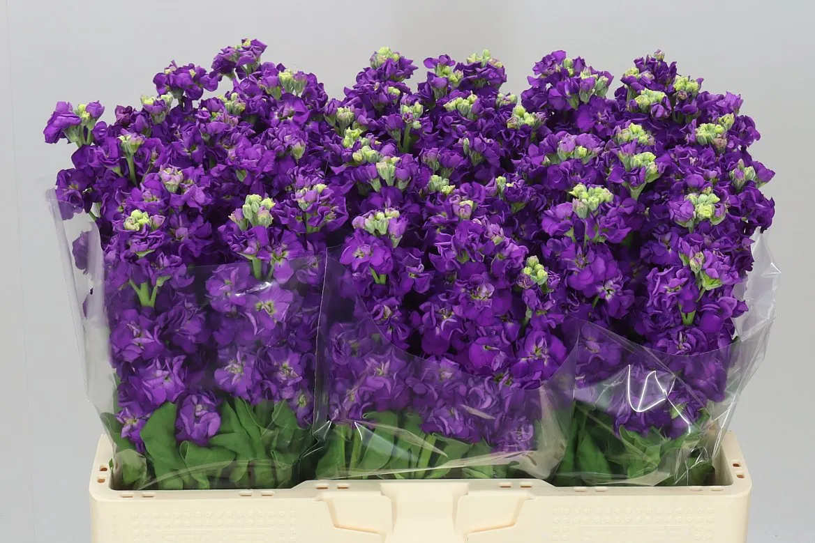 Matthiola Purple • 56 cm