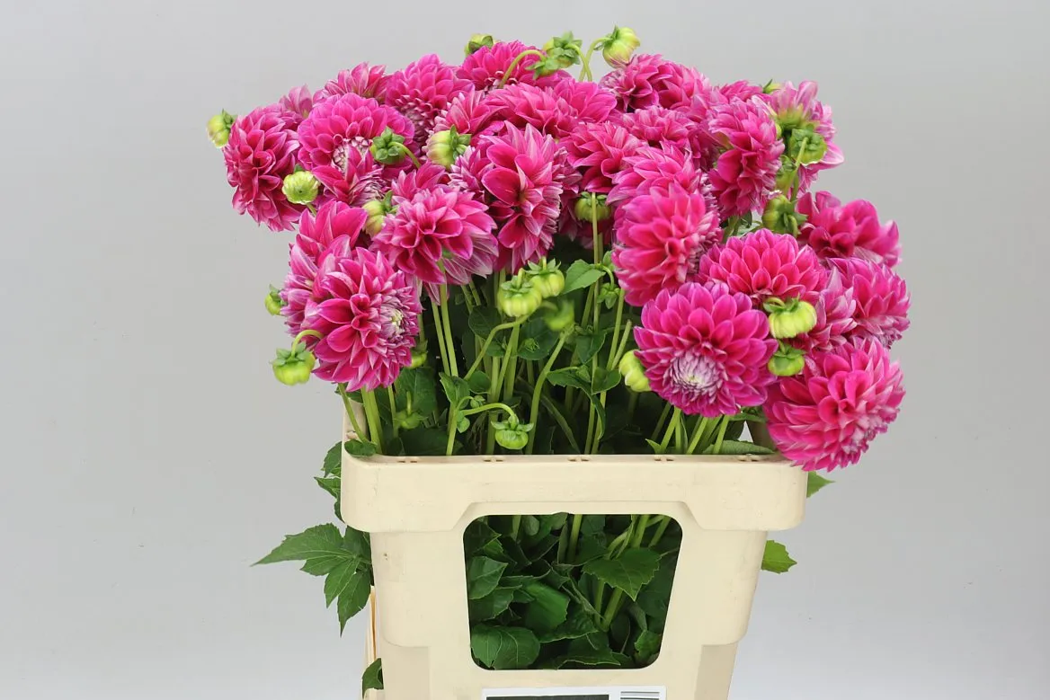 Dahlia Pitaya Baby • 60 cm