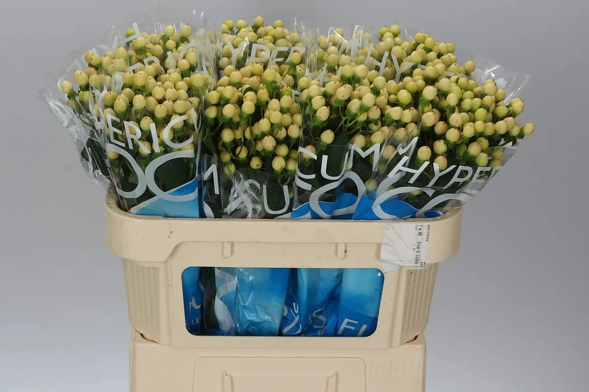 Hyperikum Coco Gelato • 70 cm