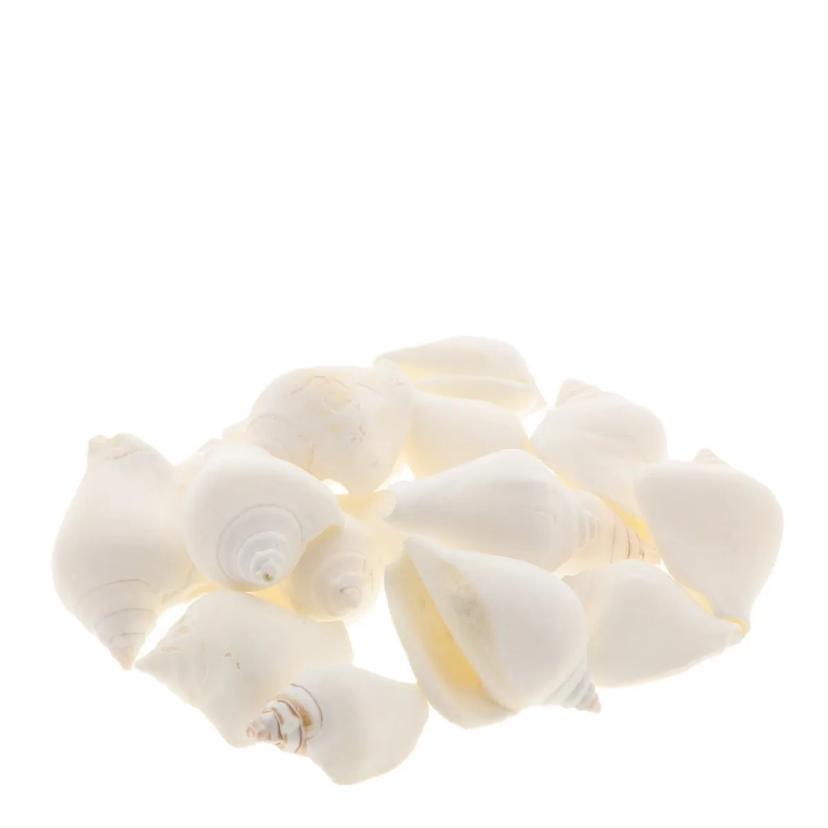 Mušľa Canarium biela 1 kg