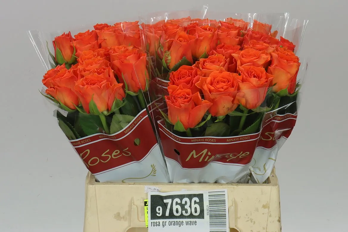 Rosa Gr Orange Wave • 40 cm