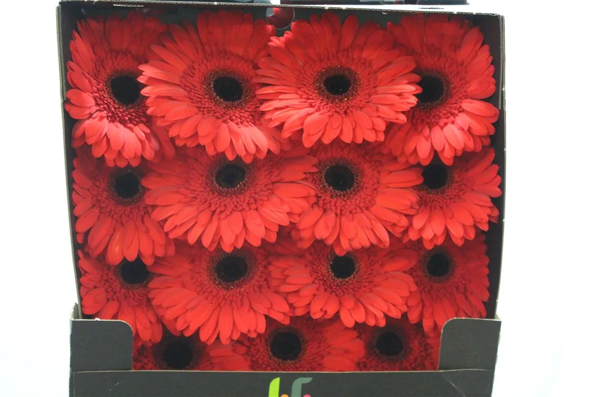 Gerbera Diamond Lady Red • 55 cm