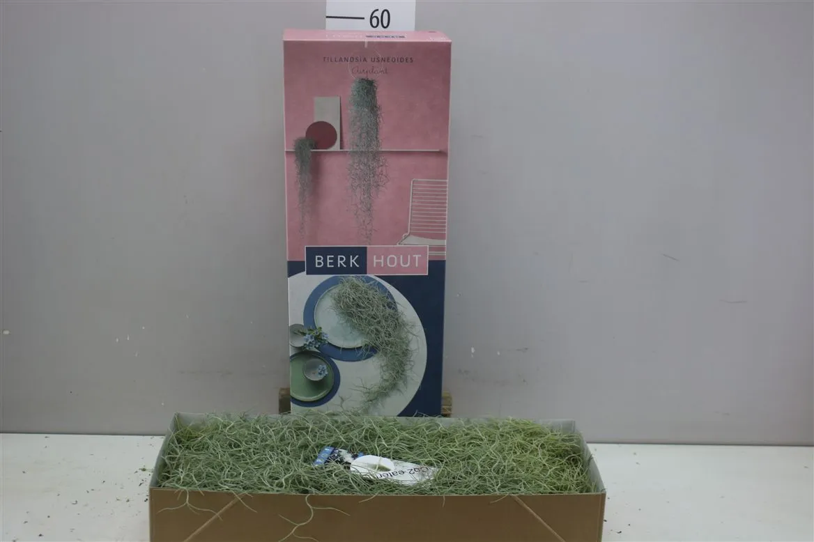 Tillandsia Usneoides