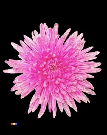 Chryzantéma veľkokvetá Topspin Pastel Cerise • 70 cm
