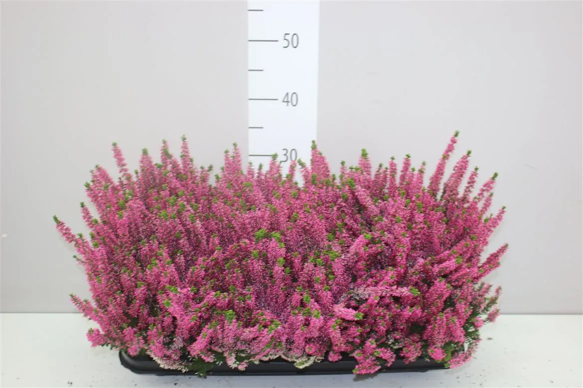 Vres Beauty Ladies ružový • črepník 11 cm