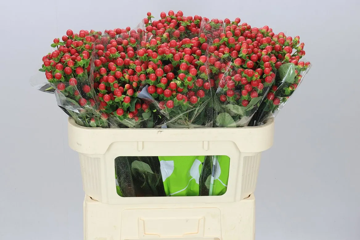 Hyperikum Tomato Flair • 70 cm