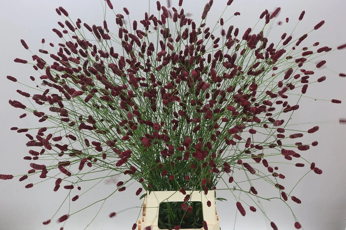 Sanguisorba Off Dark • 100 cm