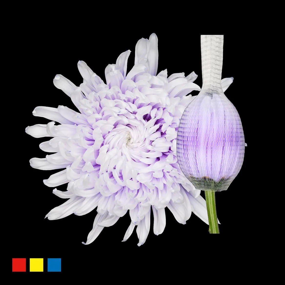 Chryzantéma veľkokvetá Stravina Pastel Lilac • 70 cm
