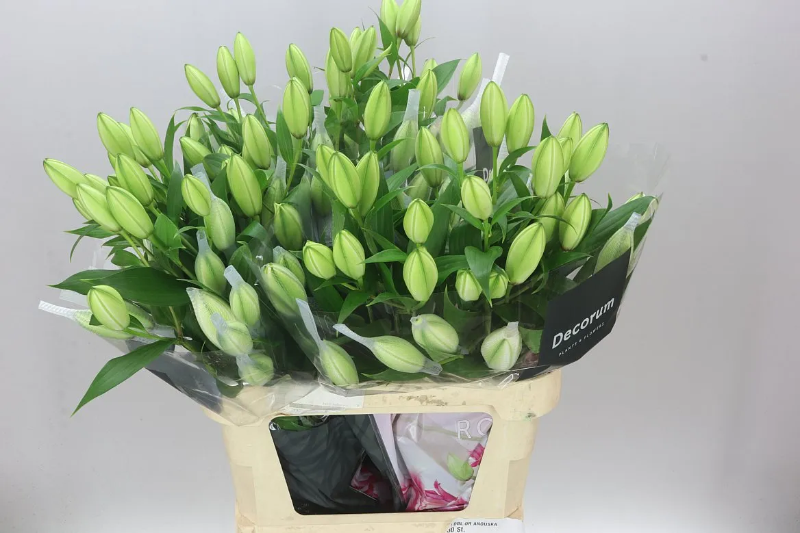 Ľalia orientálna Roselily Anouska ( Double ) • 90 cm