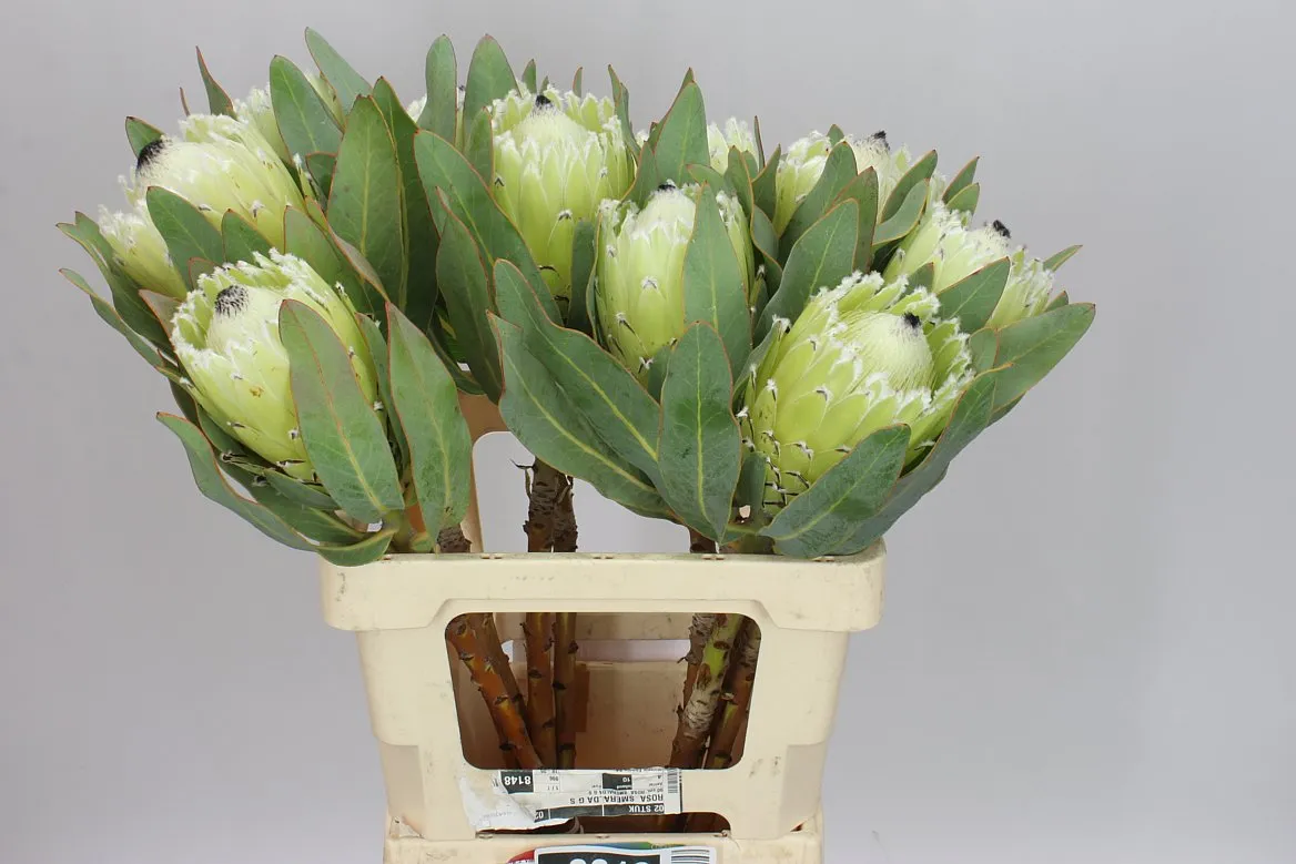 Protea Barbigera Polar Princess • 60 cm