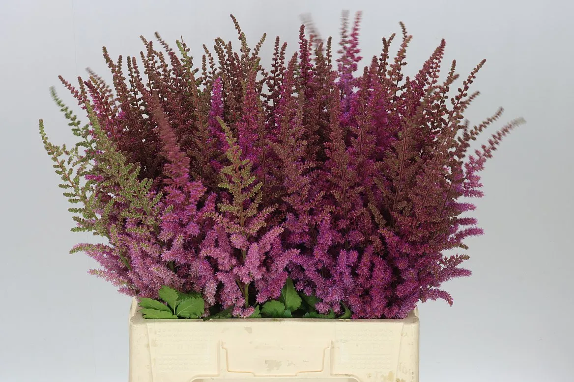 Astilbe Maggie Daley • 65 cm